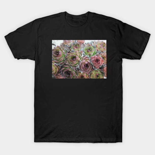 Digital Hen and Chick Plants T-Shirt by Tenpmcreations